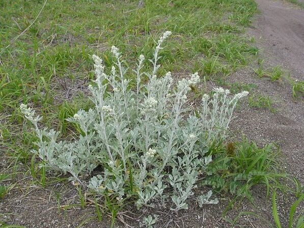 wormwood alang sa pagtambal sa spinal osteochondrosis